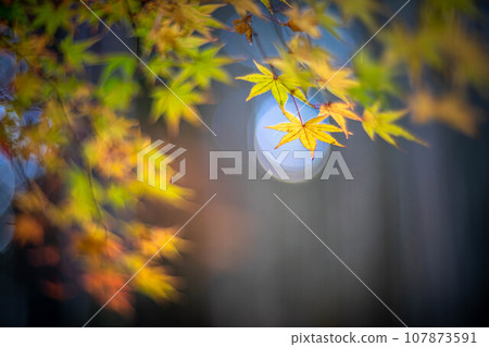 北野天滿宮的秋天、大土井的黃葉、秋光的球 107873591