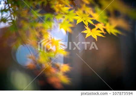 Autumn at Kitano Tenmangu Shrine, yellow autumn leaves at Odoi, and balls of autumn light 107873594