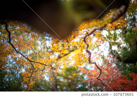 Autumn at Kitano Tenmangu Shrine, yellow autumn leaves at Odoi, colorful swirls of autumn sunlight filtering through the trees 107873601