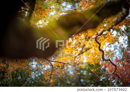 Autumn at Kitano Tenmangu Shrine, yellow autumn leaves at Odoi, colorful swirls of autumn sunlight filtering through the trees 107873602