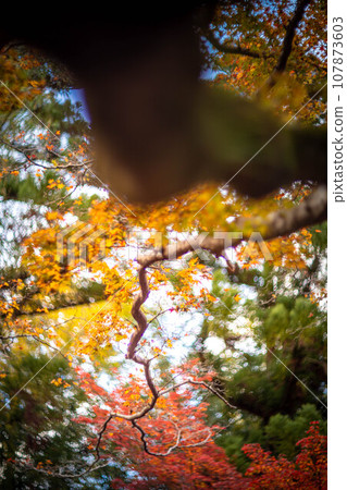 Autumn at Kitano Tenmangu Shrine, yellow autumn leaves at Odoi, colorful swirls of autumn sunlight filtering through the trees 107873603