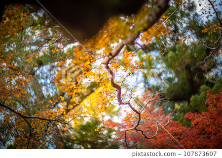 Autumn at Kitano Tenmangu Shrine, yellow autumn leaves at Odoi, colorful swirls of autumn sunlight filtering through the trees 107873607