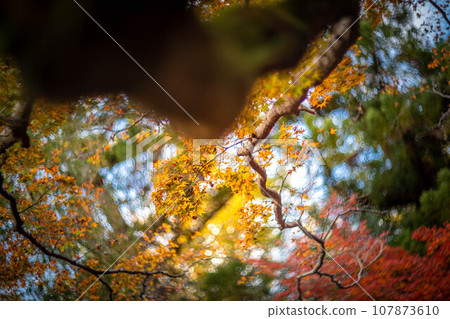 北野天滿宮的秋天,大土井的黃色秋葉,秋天陽光透過樹林的彩色漩渦 北野天滿宮的秋天,大土井的黃色秋葉,秋天陽光透過樹林的彩色漩渦 107873610