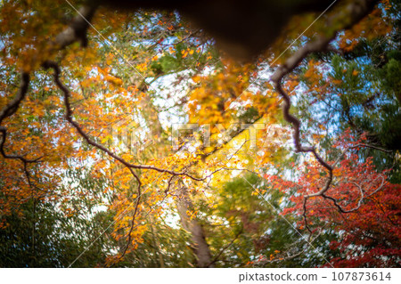 北野天滿宮的秋天,大土井的黃色秋葉,秋天陽光透過樹林的彩色漩渦 北野天滿宮的秋天,大土井的黃色秋葉,秋天陽光透過樹林的彩色漩渦 107873614