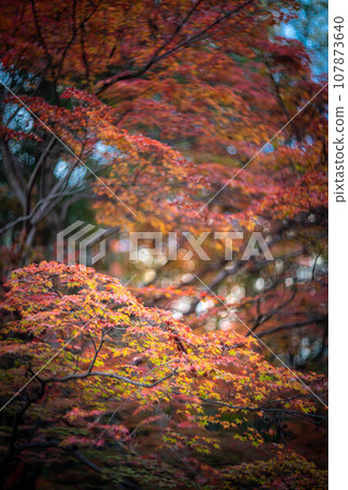 Autumn at Kitano Tenmangu Shrine, colorful autumn leaves at Odoi, swirl of autumn sunlight filtering through the trees 107873640