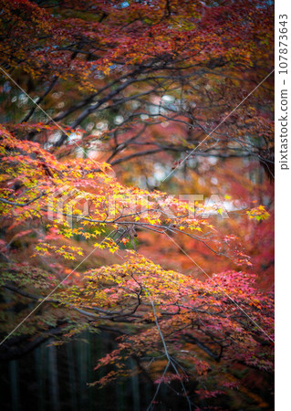 Autumn at Kitano Tenmangu Shrine, colorful autumn leaves at Odoi, swirl of autumn sunlight filtering through the trees 107873643
