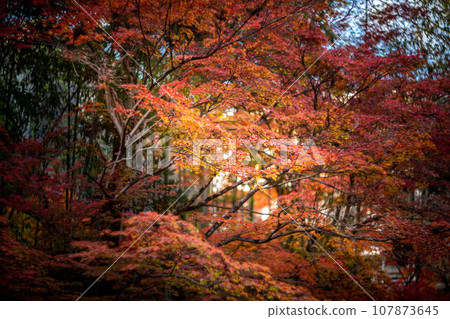Autumn at Kitano Tenmangu Shrine, bright red leaves at Odoi, and swirls of autumn sunlight filtering through the trees. Autumn at Kitano Tenmangu Shrine, bright red leaves at Odoi, and swirls of autumn sunlight filtering through the trees. 107873645