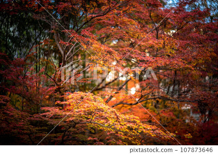 Autumn at Kitano Tenmangu Shrine, bright red leaves at Odoi, and swirls of autumn sunlight filtering through the trees. Autumn at Kitano Tenmangu Shrine, bright red leaves at Odoi, and swirls of autumn sunlight filtering through the trees. 107873646