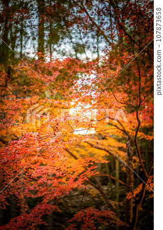 Autumn at Kitano Tenmangu Shrine, the bamboo forest of Odoi, colorful autumn leaves, and the swirl of autumn sunset light 107873658