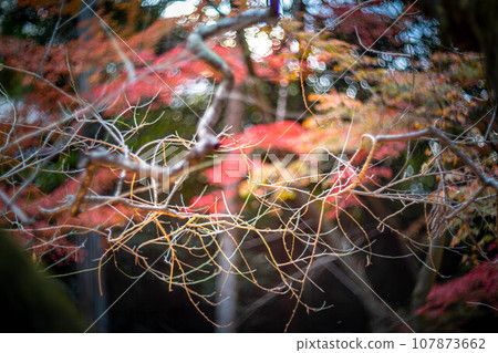 Autumn at Kitano Tenmangu Shrine, Odoi promenade, swirl of autumn sunlight filtering through the trees Autumn at Kitano Tenmangu Shrine, Odoi promenade, swirl of autumn sunlight filtering through the trees 107873662