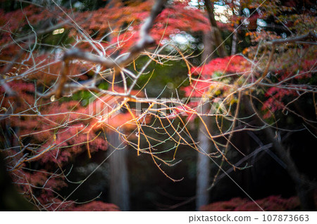 Autumn at Kitano Tenmangu Shrine, Odoi promenade, swirl of autumn sunlight filtering through the trees 107873663