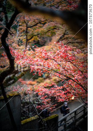 北野天滿宮的秋天、大土井的紅葉、夕陽的光暈 北野天滿宮的秋天、大土井的紅葉、夕陽的光暈 107873670