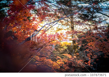 北野天滿宮的秋天、大土井的紅葉、夕陽的光暈 107873671