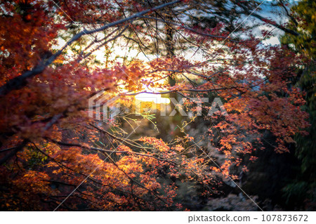 北野天滿宮的秋天、大土井的紅葉、夕陽的光暈 107873672