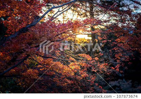 Autumn at Kitano Tenmangu Shrine, bright red leaves at Odoi, and swirls of light from the setting sun 107873674