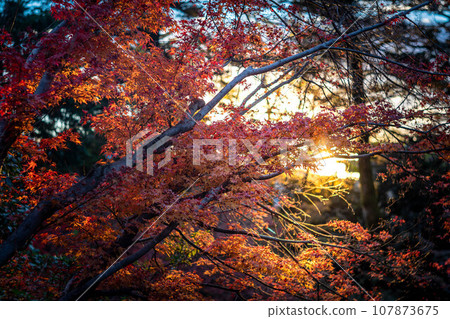 北野天滿宮的秋天、大土井的紅葉、夕陽的光暈 北野天滿宮的秋天、大土井的紅葉、夕陽的光暈 107873675