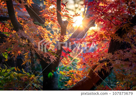 Autumn at Kitano Tenmangu Shrine, colorful autumn leaves at Odoi, and swirls of light from the setting sun 107873679