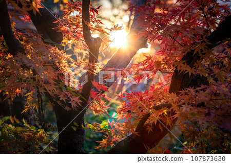 北野天滿宮的秋天、大土井的紅葉、夕陽的光暈 107873680