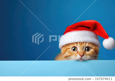 Santa Paws: Cute Cat in a Festive Mood 107874611