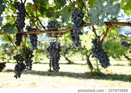 北斗市白州町釀造葡萄赤霞珠 北斗市白州町釀造葡萄赤霞珠 107874890