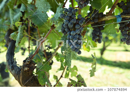 Hakushu-cho, Hokuto City, brewing grape Cabernet Sauvignon Hakushu-cho, Hokuto City, brewing grape Cabernet Sauvignon 107874894