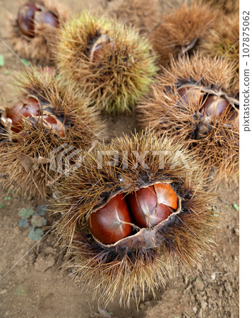 A chestnut that has been produced 107875062