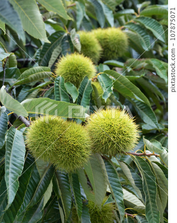 Chestnut field 107875071