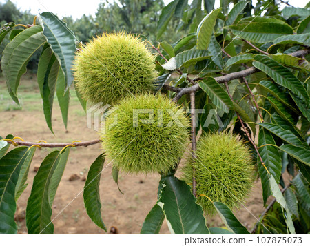 Chestnut field Chestnut field 107875073