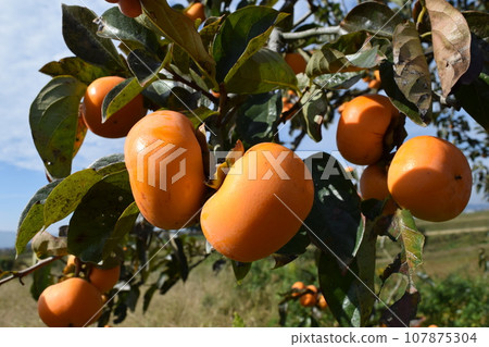 橘子柿子果 107875304