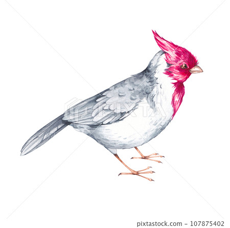 Watercolor cardinal bird, Gray cardinal, on a white background 107875402