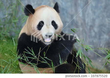 Beach eating bamboo deliciously Beach eating bamboo deliciously 107875520