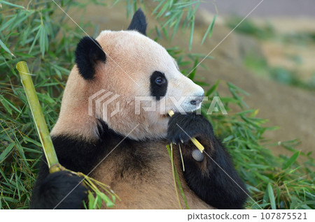 Yohama eating bamboo deliciously Yohama eating bamboo deliciously 107875521