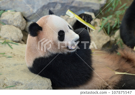 Beach eating bamboo deliciously 107875547