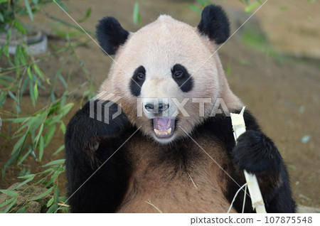 Yohama eating bamboo deliciously Yohama eating bamboo deliciously 107875548