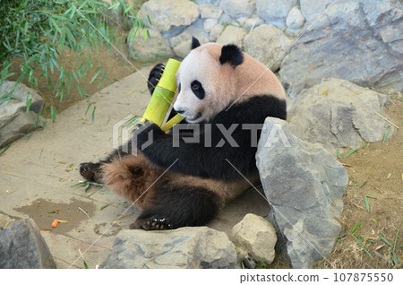 海灘美味地吃竹子 107875550