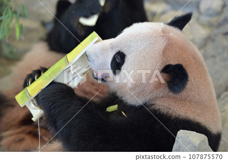 Beach eating bamboo deliciously 107875570