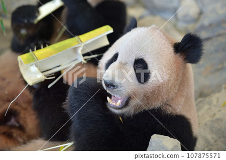 Beach eating bamboo deliciously 107875571