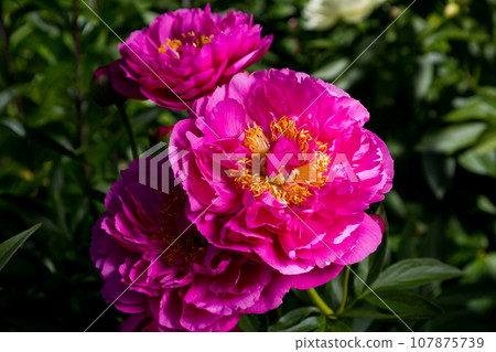 Peony HI-MABEL. Semi-double jareo pink peony flower with yellow stamens. Interspecific hybrid Peony HI-MABEL. Semi-double jareo pink peony flower with yellow stamens. Interspecific hybrid 107875739