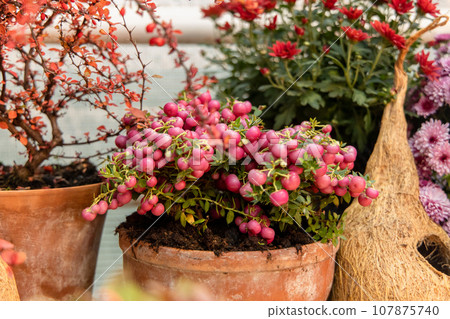 Pernettya mucronata evergreen shrub with pink berries. Autumn plant in clay flower pot Pernettya mucronata evergreen shrub with pink berries. Autumn plant in clay flower pot 107875740