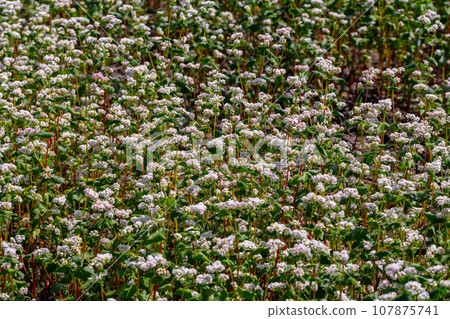 Buckwheat macro with white flowers. Fagopyrum esculentum 107875741
