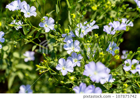 Flax linseed flower and flaxseed plant blossom field. Linum usitatissimum or common flax flower, linseed, flaxseed oil crop. Close up of blue flax seed flower in linseed garden Flax linseed flower and flaxseed plant blossom field. Linum usitatissimum or common flax flower, linseed, flaxseed oil crop. Close up of blue flax seed flower in linseed garden 107875742