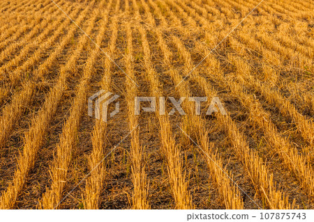 Close up of ripe wheat ears. Beautiful backdrop of ripening ears of golden field. Close up of ripe wheat ears. Beautiful backdrop of ripening ears of golden field. 107875743