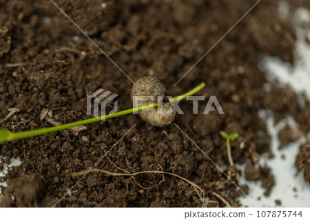 Winter pest insect pest Agrotis segetum Winter pest insect pest Agrotis segetum 107875744