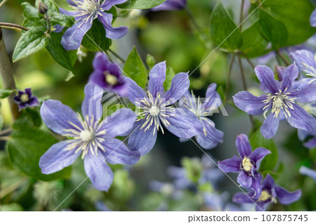 Clematis flowering plant blossoms in the summer garden Clematis flowering plant blossoms in the summer garden 107875745