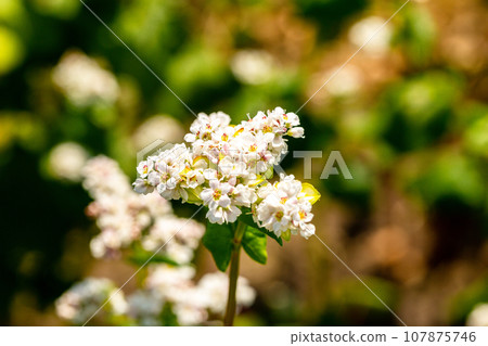 Buckwheat macro with white flowers. Fagopyrum esculentum Buckwheat macro with white flowers. Fagopyrum esculentum 107875746