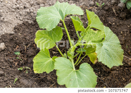 Green sprout pumpkin growing in the soil . Top view . Green sprout pumpkin growing in the soil . Top view . 107875747