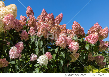 Hydrangea paniculata Vanille Fraise on a stem Hydrangea paniculata Vanille Fraise on a stem 107875748