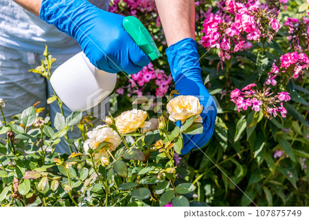 gardener treats roses in the garden with a garden sprayer from insect pests gardener treats roses in the garden with a garden sprayer from insect pests 107875749