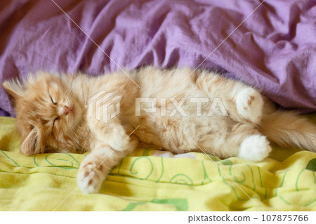 small beautiful red kitten close-up 107875766