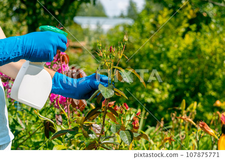 treatment in the garden of young shoots of roses from aphids, whiteflies and insect pests treatment in the garden of young shoots of roses from aphids, whiteflies and insect pests 107875771